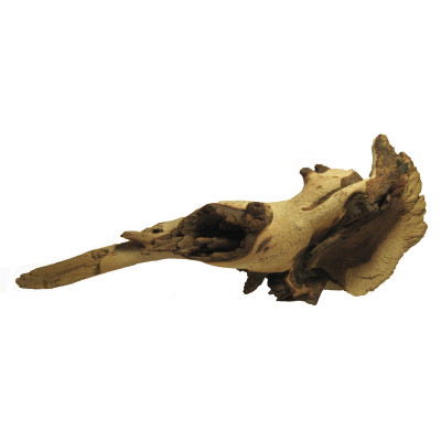 Коряга Mopani Коряга Mopani